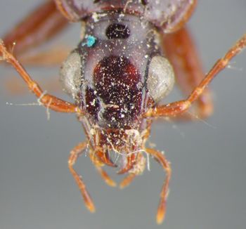 Media type: image;   Entomology 33019 Aspect: head dorsal view